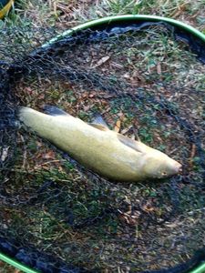 Tench