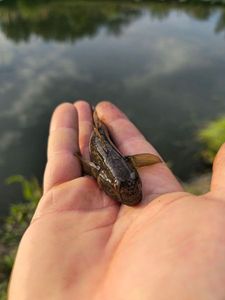 Black Goby