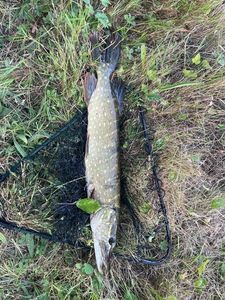 Northern Pike