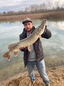 Northern Pike