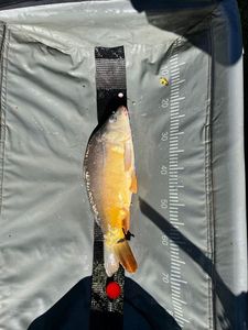Mirror Carp