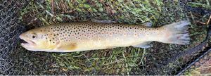 Brown Trout