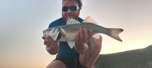 European Bass (Seabass)