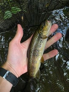 Brown Trout