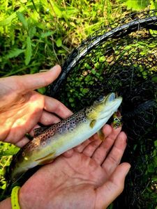 Brown Trout