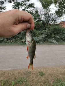 European Perch