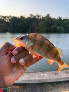 European Perch