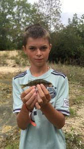 European Perch