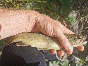 Brown Trout