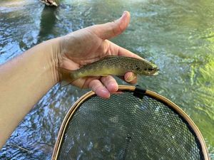 Brown Trout