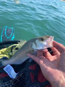 European Bass (Seabass)