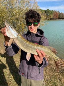 Northern Pike