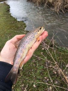 Brown Trout