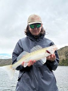 Zander