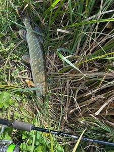 Northern Pike