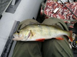 European Perch