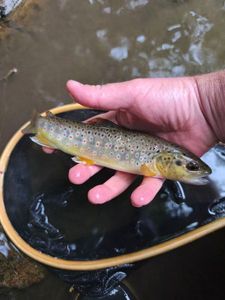Brown Trout
