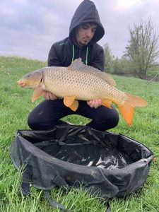 Common Carp