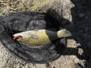Smallmouth Bass