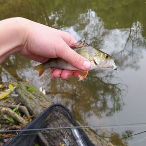 European Perch
