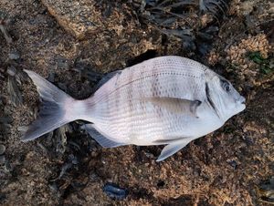 White Seabream