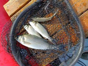 European Bass (Seabass)
