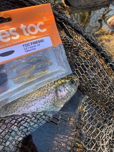 Rainbow Trout