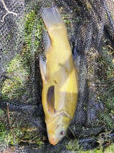 Tench
