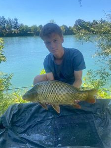 Common Carp