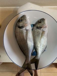 Gilthead Seabream