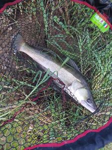 Zander