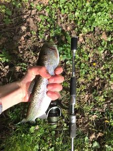 Rainbow Trout