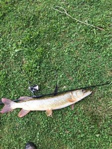 Northern Pike