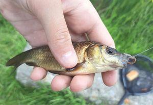 Crucian Carp