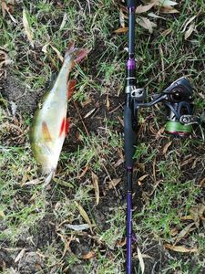 European Perch
