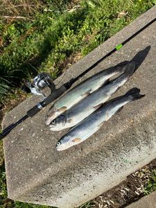 Rainbow Trout