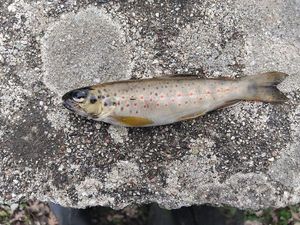 Brown Trout
