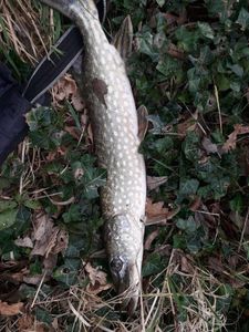 Northern Pike