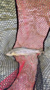 Rainbow Trout