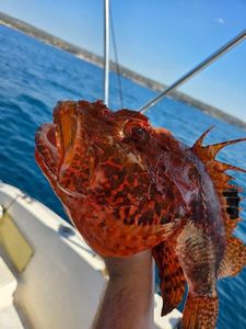 Red Scorpionfish