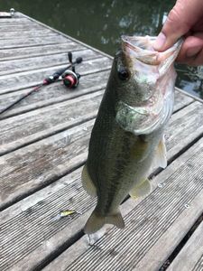 Largemouth Bass