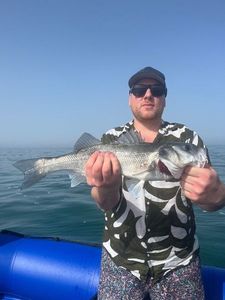 European Bass (Seabass)