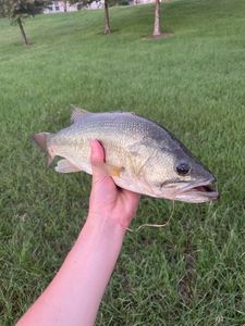Smallmouth Bass