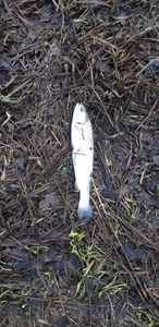 Rainbow Trout