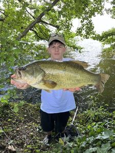 Largemouth Bass