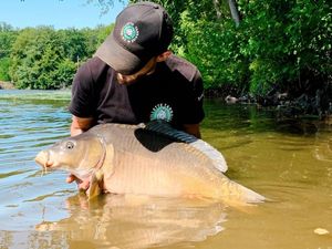 Mirror Carp