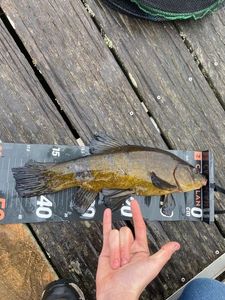 Tench