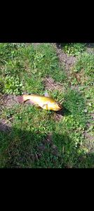 Black Bullhead