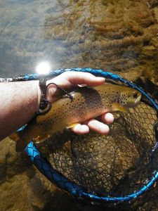 Brown Trout