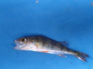European Perch